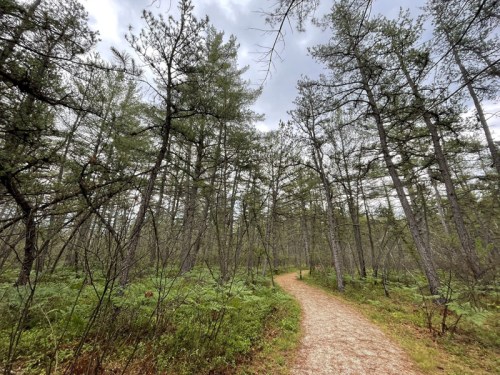 A winding dirt path through a dense forest of tall pine trees and lush green underbrush.