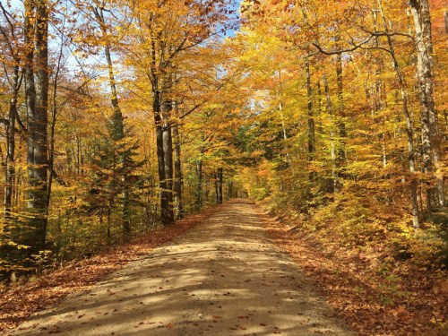 A dirt road surrounded by vibrant autumn trees with golden and orange leaves.