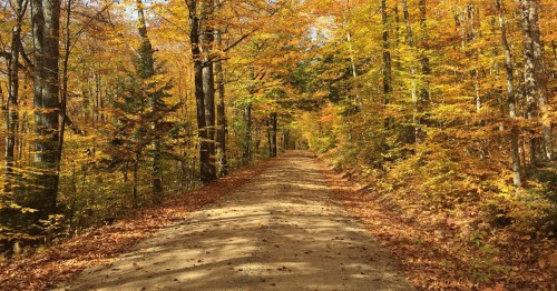 A dirt road surrounded by vibrant autumn trees with orange and yellow leaves.