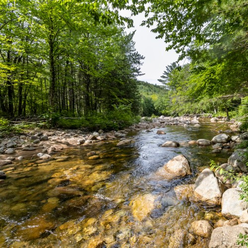 A serene river flows through a lush green forest, with smooth stones visible in the clear water.