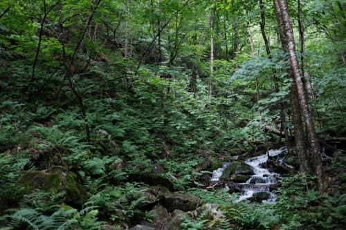 A serene forest scene with a small stream flowing over rocks, surrounded by lush green ferns and trees.