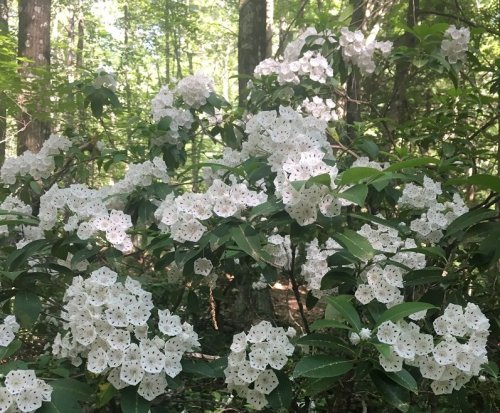 A lush green forest scene featuring clusters of white flowers blooming among vibrant green leaves.
