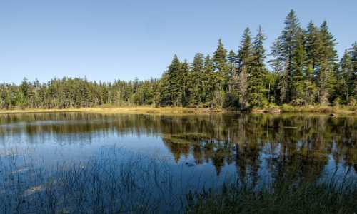 A serene lake surrounded by tall evergreen trees, reflecting the clear blue sky and lush greenery.