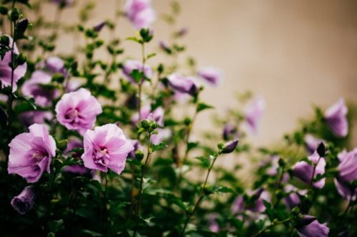 A cluster of delicate purple flowers surrounded by green foliage against a soft, neutral background.