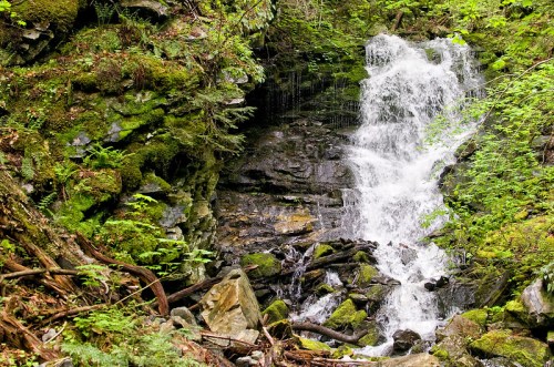 A serene waterfall cascades over moss-covered rocks, surrounded by lush green foliage and fallen branches.