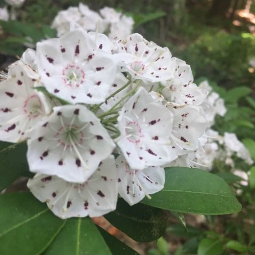 A cluster of white flowers with pink speckles, surrounded by green leaves in a natural setting.