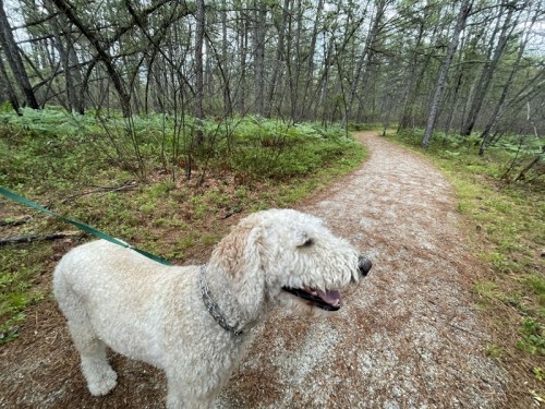 A fluffy dog on a leash stands beside a gravel path in a lush, green forest.