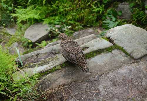 A speckled bird stands on a moss-covered stone path surrounded by greenery and ferns.