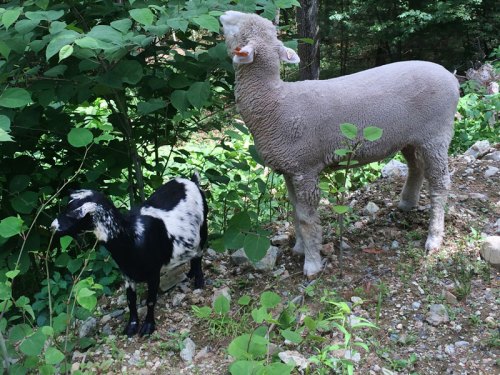 A black and white goat stands next to a fluffy sheep in a wooded area, surrounded by green foliage.