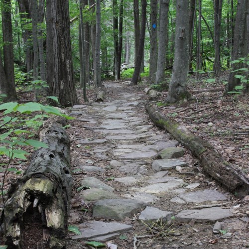 A winding stone path through a lush green forest, surrounded by tall trees and fallen logs.