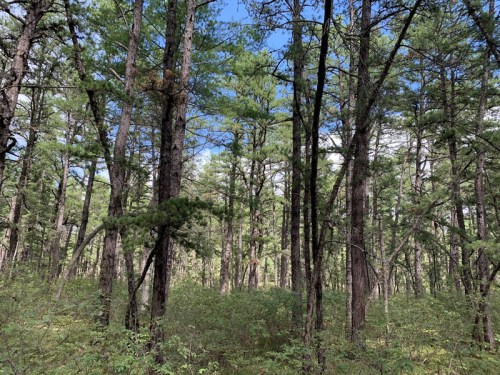 A dense forest with tall pine trees and a clear blue sky peeking through the branches.