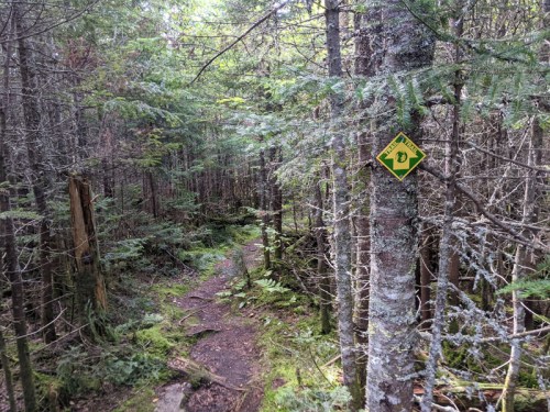 A narrow forest trail surrounded by trees, with a yellow warning sign attached to a tree trunk.