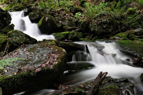 A serene stream flows over moss-covered rocks in a lush, green forest.