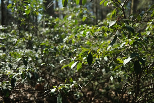 Lush green foliage fills the frame, with sunlight filtering through the leaves in a wooded area.
