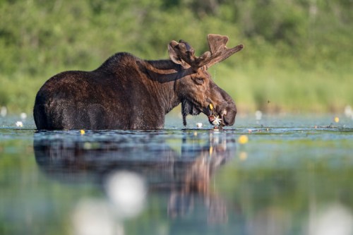 A moose wades through a calm lake, nibbling on water lilies amidst lush greenery.