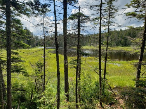 A serene landscape featuring tall trees framing a lush green marsh and calm water under a partly cloudy sky.