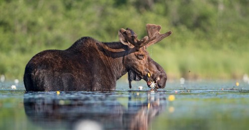 A moose wades through a serene lake, munching on water lilies amidst a lush green backdrop.