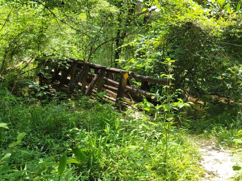 A wooden bridge surrounded by lush greenery and dense foliage in a forested area.
