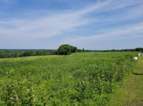 Lush green field under a blue sky, with a few trees and distant hills in the background.