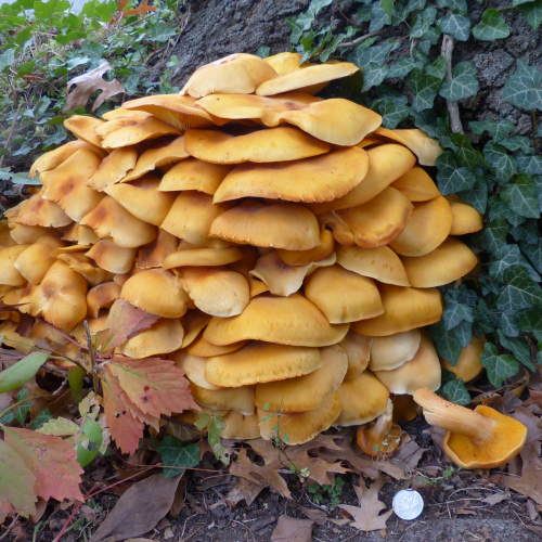 A cluster of vibrant orange mushrooms growing on the ground, surrounded by green ivy and fallen leaves.