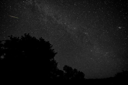 A starry night sky with a bright meteor streaking across, silhouetted trees in the foreground.