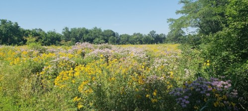 A vibrant field filled with yellow and purple wildflowers under a clear blue sky, surrounded by green trees.