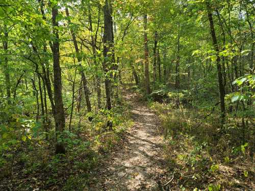 A winding dirt path through a lush green forest with sunlight filtering through the trees.