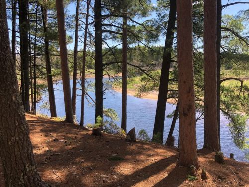 A serene river flows through a forest, framed by tall trees and dappled sunlight on the ground.