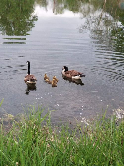 Two ducks swim in a calm pond with four ducklings, surrounded by green grass and gentle ripples in the water.