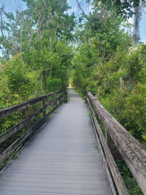 A wooden boardwalk leads through lush greenery, surrounded by trees and plants on both sides.
