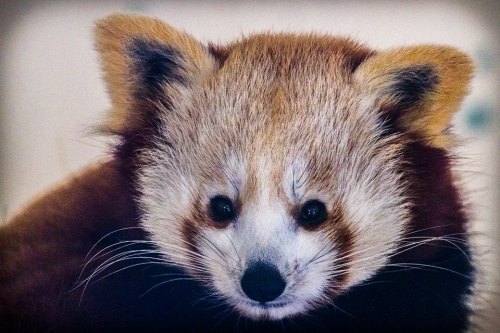 Close-up of a red panda's face, featuring its distinctive reddish-brown fur and expressive eyes.