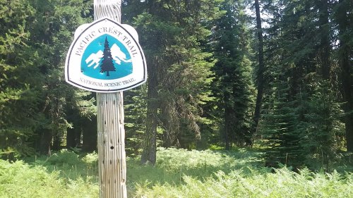 Sign for the Pacific Crest Trail surrounded by lush green trees and ferns in a forested area.