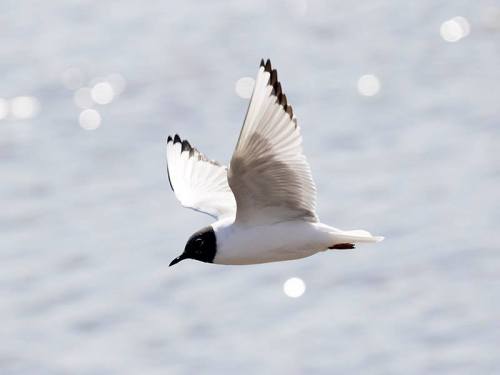 A bird in flight over shimmering water, showcasing white feathers and a black head.
