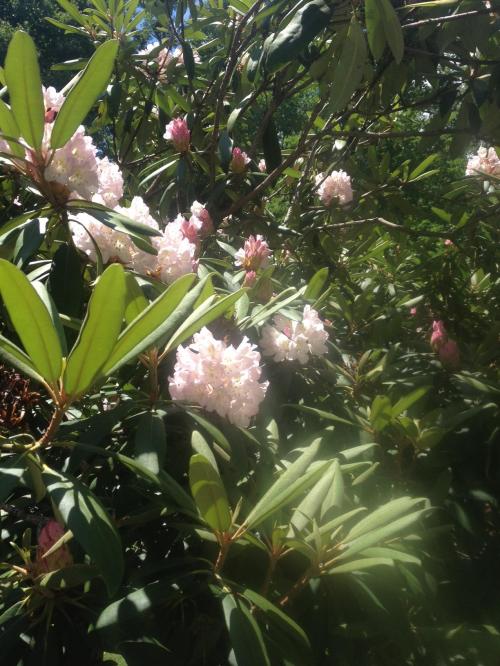 A lush green bush with clusters of pink and white rhododendron flowers blooming under bright sunlight.