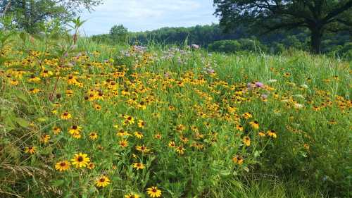 A vibrant field of yellow and purple wildflowers surrounded by lush green grass and trees in the background.