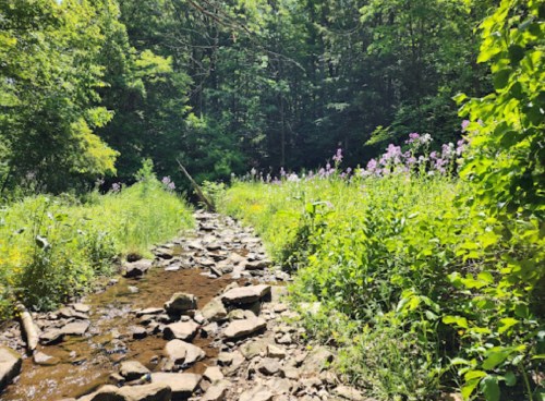 A serene forest scene with a rocky stream and vibrant wildflowers amidst lush green foliage.