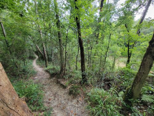 A winding dirt path through a lush green forest with trees and underbrush on either side.