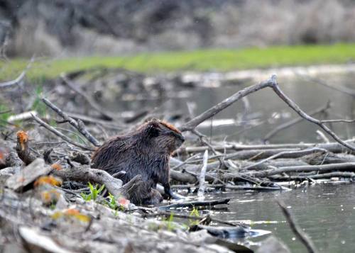 A beaver sits by the water's edge, surrounded by branches and debris, with green grass in the background.