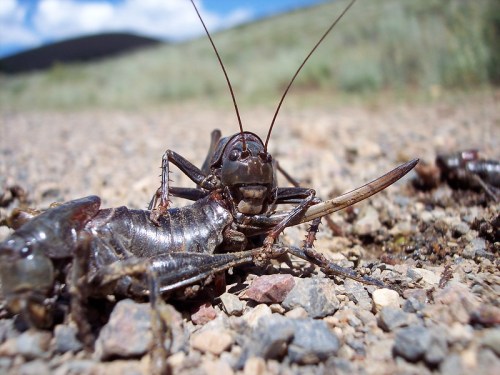 Close-up of a cricket on a gravel path, showcasing its detailed features and antennae against a blurred natural background.