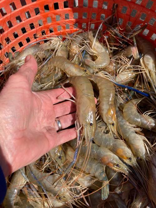 A hand reaching into a basket filled with large, fresh shrimp.