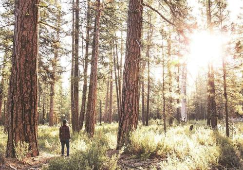 A person stands among tall trees in a sunlit forest, surrounded by greenery and soft sunlight filtering through the branches.