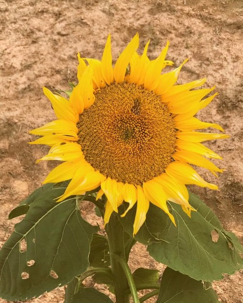 A vibrant sunflower with bright yellow petals and a textured brown center, surrounded by green leaves.