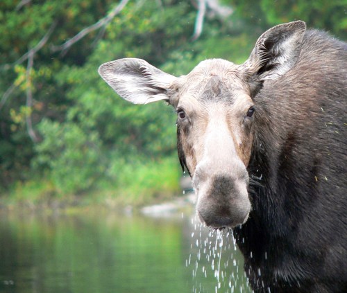 A close-up of a moose near a body of water, with droplets falling from its mouth and greenery in the background.