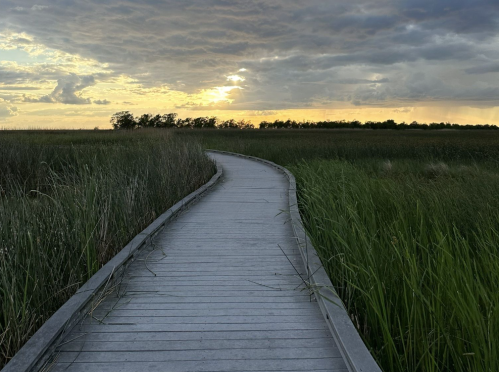 A winding wooden boardwalk through tall grass, leading towards a sunset with dramatic clouds in the sky.