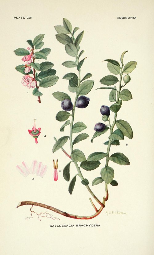 Illustration of Gaylussacia brachycera, featuring leaves, flowers, and berries on a stem with roots.