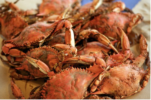A pile of cooked crabs with reddish shells, arranged on a light surface.