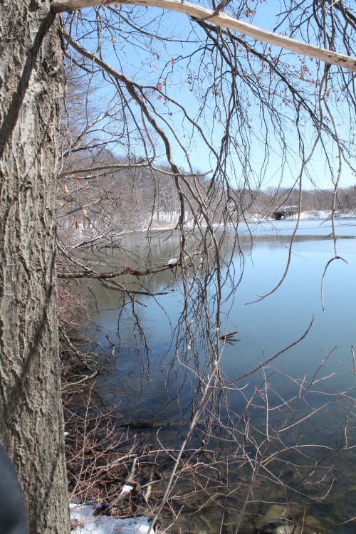 A serene winter scene featuring a calm lake surrounded by bare trees and a clear blue sky.