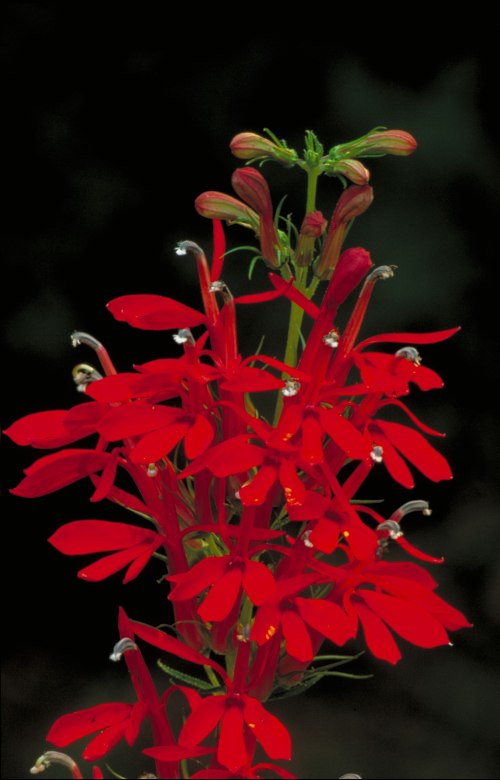 A vibrant cluster of red flowers with elongated petals against a dark background.