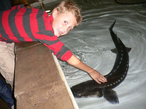 A smiling boy in a striped shirt gently touches a sturgeon in a shallow pool.