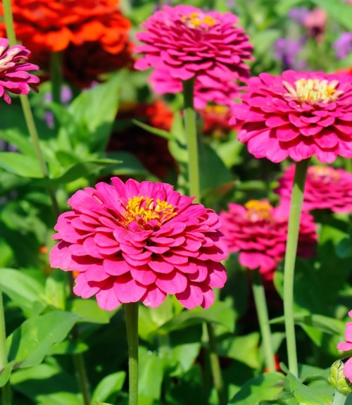 Vibrant pink zinnia flowers in full bloom, surrounded by lush green leaves.